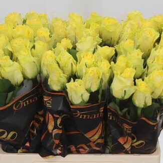 Freshy Roses “Minion Rose” | Couleur: Jaune | Longueur ± 60 centimètre | Par 10 roses