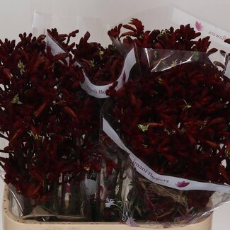 Freshy Anigozanthos Patte de kangourou “Early Lente” | Couleur: Rouge | Longueur ± 80 centimeter | Par 20 fleurs fraîches