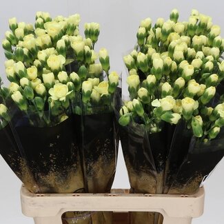 Freshy Trosanjer “Ceasar” | Couleur: Jaune | Longueur ± 60 centimeter | Par 25 fleurs fraîches