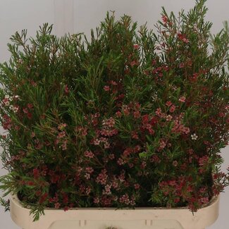 Freshy Chamelaucium Waxflower “My Sweet 16” | Farbe: Weiß | Länge ± 80 centimeter | Pro 25 frische Blumen