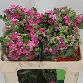 Freshy Oxypetalum Co “Pink Harmony” | Couleur: Rose | Longueur ± 55 centimeter | Par 20 fleurs fraîches
