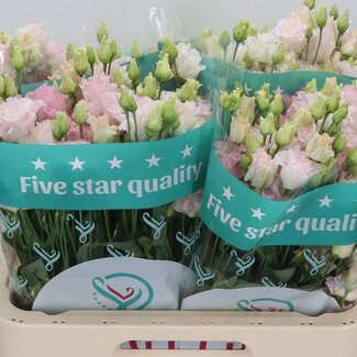 Freshy Eustoma Lisianthus double “Chaconne Wedding Pink” | Couleur: Rose | Longueur ± 70 centimètre | Par 10 tiges de fleurs fraîches