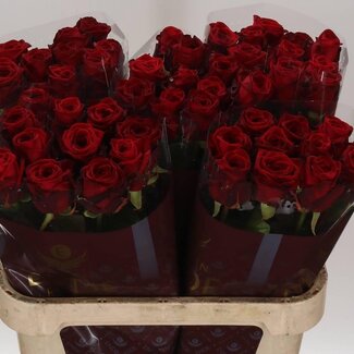 Freshy Roses “Red Naomi” | Couleur: Rouge | Longueur ± 80 centimètres | Par 10 roses