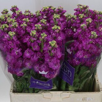 Freshy Matthiola Violier “Stox Deep Rose” | Couleur: Violet | Longueur ± 64 centimeter | Par 10 fleurs fraîches