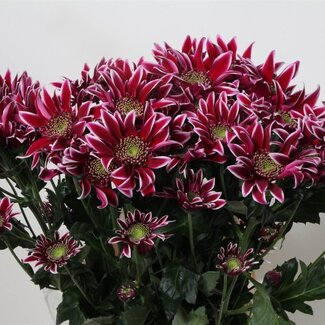 Freshy Spray chrysanthemum Chrysanthemum “Bolte” | Colour: Red | Length ± 70 centimetre | Per 10 stems fresh flowers