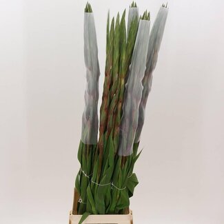 Freshy Grootbloemige Gladiool “Cantate” | Kleur: Roze | Lengte ± 110 centimeter | Per 10 verse bloemen