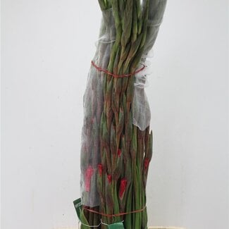 Freshy Gladiolus groot Cantate