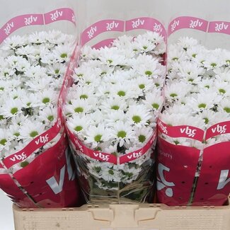 Freshy Chrysantheme Chrysant Santini “Inzell” | Farbe: Weiß | Länge ± 55 centimeter | Pro 25 Stielen frische Blumen