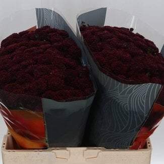 Freshy Chrysant santini Jinda Red X L