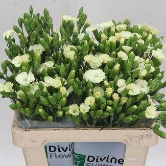 Freshy Spray carnation “Soland Blondfly” | Single-flowered Dutch | Colour: Yellow | Length ± 60 centimetre | Per 30 fresh flowers