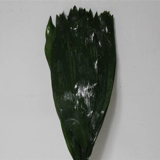 Freshy Aspidistra 60cm (p. bos)