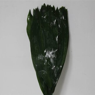Freshy Feuille d'Aspidistra | Couleur: Vert | Longueur ± 60 centimeter | Par 5 bottes
