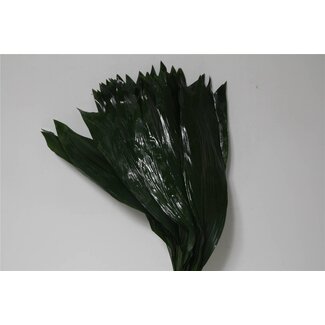 Freshy Aspidistra Leaf | Colour: Green | Length ± 70 centimetre | Per 5 bunches