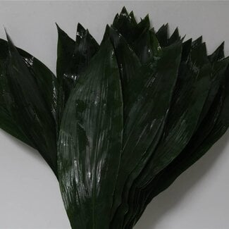 Freshy Aspidistra 80cm (p. bos)