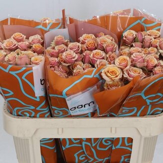 Freshy Trosroos “Antigua” | Couleur: Orange rosé | Longueur ± 70 centimeter | Par 10 fleurs fraîches
