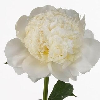 Freshy Paeonia Pivoine L “Princess Bride” | Couleur: Blanc | Longueur ± 60 centimeter | Par 10 fleurs fraîches