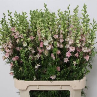 Freshy Consolida Ridiga “Q Light Pink” | Farbe: Rosa | Länge ± 90 centimeter | Pro 10 Stiele frische Blumen