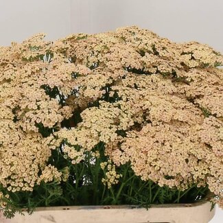 Freshy Achillea Millefolium “Cleopatra” | Couleur: Rose Jaune | Longueur ± 75 centimeter | Par 20 tiges de fleurs fraîches
