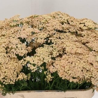 Freshy Achillea Millefolium “Cleopatra” | Farbe: Rosa Gelb | Länge ± 75 centimeter | Pro 20 Stiele frische Blumen