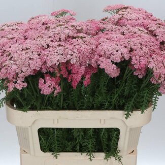 Freshy Achillea Millefolium “Doutze” | Couleur: Rose | Longueur ± 75 centimeter | Par 20 tiges de fleurs fraîches