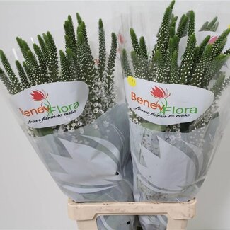Freshy Lysimachia “Moonlight” | Couleur: Blanc | Longueur ± 80 centimeter | Par 25 tiges de fleurs fraîches
