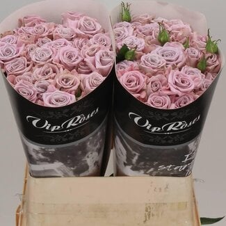 Freshy Rose en grappe “Sweet Menta” | Couleur: Rose | Longueur ± 80 centimètres | Par 10 fleurs fraîches