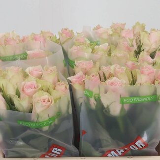 Freshy Roses “Pink Athena” | Couleur: rose | Longueur ± 35 centimeter | Par 20 roses