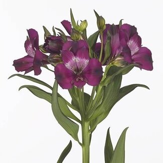 Freshy Alstroemère “Morado” | Couleur: Violet | Longueur ± 75 centimeter | Par 10 tiges de fleurs fraîches