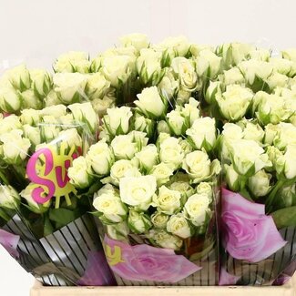 Freshy Rose en grappes “Snowflake” | Couleur: Blanc | Longueur ± 40 centimeter | Par 10 fleurs fraîches