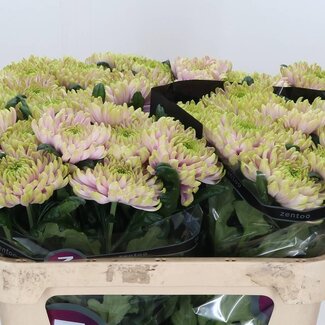 Freshy Chrysanthème plumeux Chrysanthème “Rossano Charlotte” | Couleur: Rose | Longueur ± 70 centimeter | Par 10 tiges fleurs fraîches