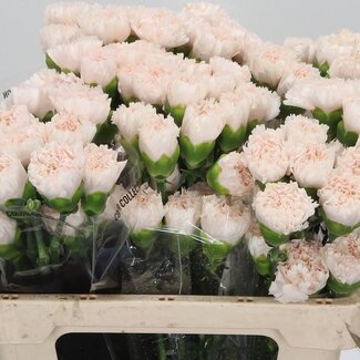 Freshy Kurze Nelke “Brut” | Farbe: Rosa | Länge ± 55 centimeter | Pro 20 frische Blumen