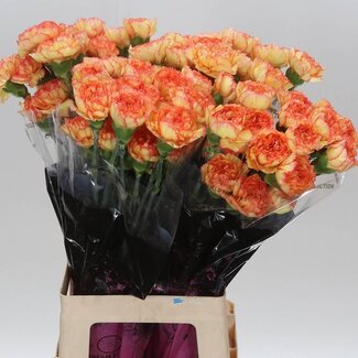 Freshy Oeillet long “Boiro” | Couleur: Orange | Longueur ± 70 centimètre | Par 20 fleurs fraîches