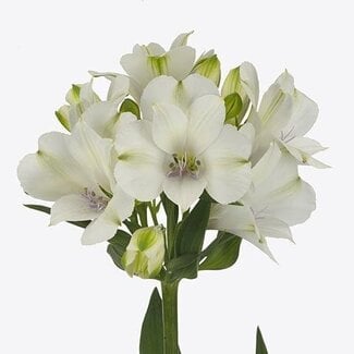 Freshy Alstroemeria “Annabelle” | Couleur: Blanc | Longueur ± 75 centimeter | Par 10 tiges de fleurs fraîches