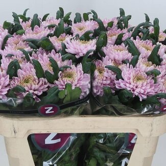 Freshy Chrysanthème plumeux Chrysanthemum “Rossano” | Couleur: Rose | Longueur ± 70 centimeter | Par 10 tiges de fleurs fraîches