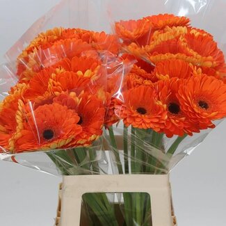Freshy Gerbera “Bonanza” | Farbe: Orange | Länge ± 50 centimeter | Pro 10 frische Blumen