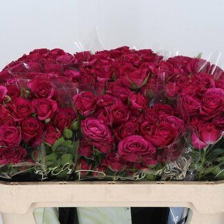 Freshy Sprayrose “Cheyenne” | Farbe: Lila | Länge ± 70 centimeter | Pro 10 frische Blumen
