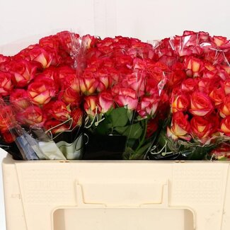 Freshy Rose spray “Summer Dance” | Couleur: Rouge | Longueur ± 50 centimeter | Par 10 fleurs fraîches
