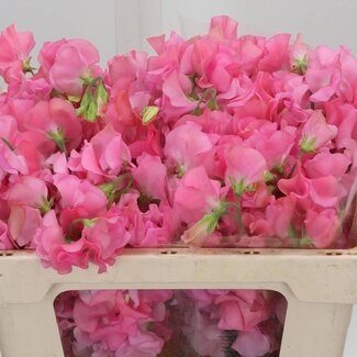 Freshy Lathyrus “Winter Sunshine Pink” | Couleur: Rose | Longueur ± 50 centimeter | Par 50 tiges de fleurs fraîches