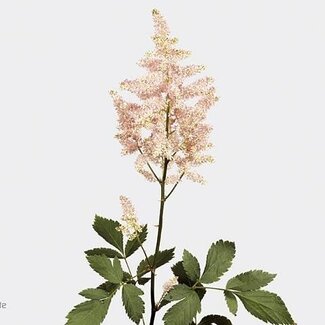Freshy Astilbe Japonica “Europa” | Couleur: Rose | Longueur ± 70 centimeter | Par 10 tiges de fleurs fraîches