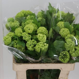 Freshy Viburnum Boule de neige 2 têtes | Couleur: Blanc | Longueur ± 60 centimeter | Par 10 tiges de fleurs fraîches