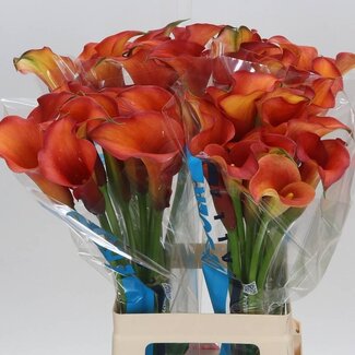 Freshy Zantedeschia Calla “Captain Odeon” | Couleur: Jaune Rouge | Longueur ± 65 centimeter | Par 10 fleurs fraîches