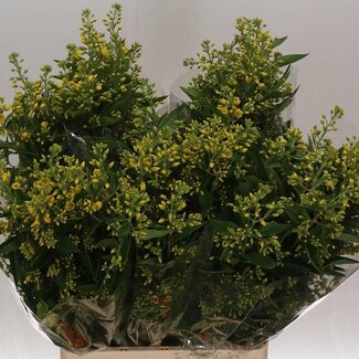 Freshy Lysimachia Vulgaris Wederik | Couleur: Jaune | Longueur ± 80 centimeter | Par 10 tiges de fleurs fraîches