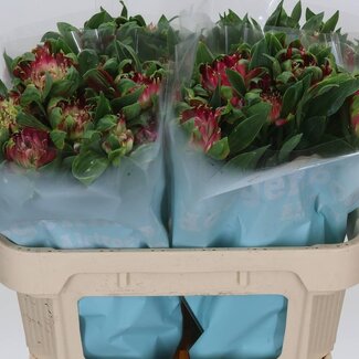 Freshy Alstroemeria “Sofiena” | Couleur: Rose | Longueur ± 70 centimètre | Par 10 tiges de fleurs fraîches