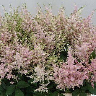 Freshy Astilbe Japonica “Europa” | Colour: Pink | Length ± 60 centimetre | Per 10 stems fresh flowers