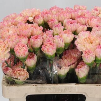 Freshy Oeillet court “Gioia” | Couleur: Rose Jaune | Longueur ± 55 centimeter | Par 20 fleurs fraîches
