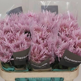 Freshy Chrysanthème plumeux Chrysanthemum “Cipria” | Couleur: Violet | Longueur ± 70 centimeter | Par 10 tiges de fleurs fraîches