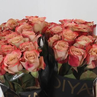 Freshy Roses “Cappuccino” | Couleur: Rose | Longueur ± 40 centimeter | Par 20 roses