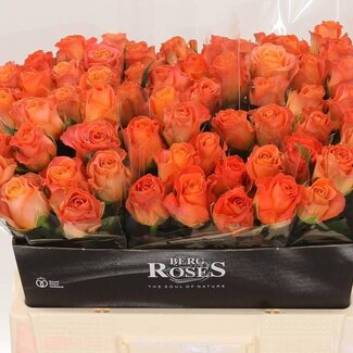 Freshy Roses “Clarence” | Couleur: Orange | Longueur ± 55 centimeter | Par 10 roses