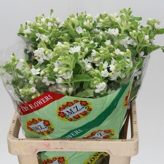 Freshy Oxypetalum Coeruleum “Perf White Harmony” | Couleur: Blanc | Longueur ± 65 centimeter | Par 20 tiges de fleurs fraîches