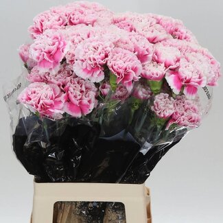 Freshy Lange Nelke “Malabar” | Farbe: Rosa | Länge ± 70 centimeter | Pro 20 frische Blumen